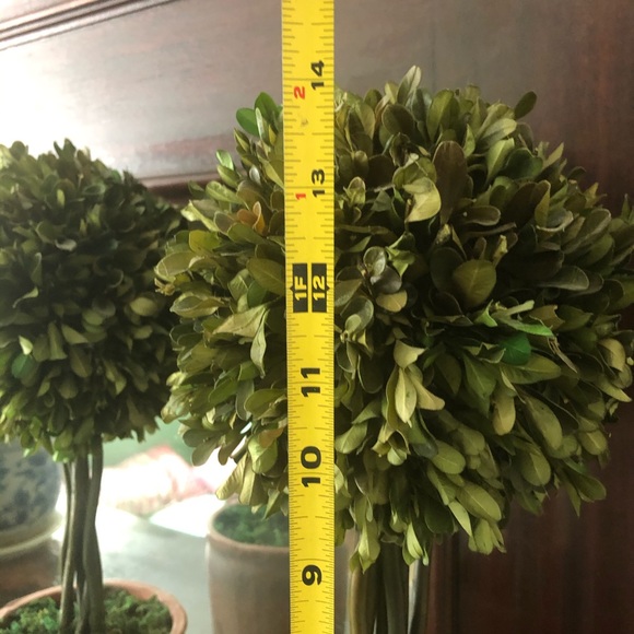 SOLD Pair of dried/petrified boxwood topiaries - Picture 6 of 6